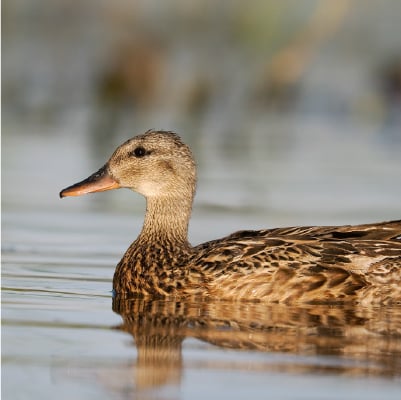 Closeup image of a duck in water